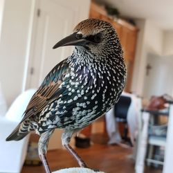 Close-up of a bird