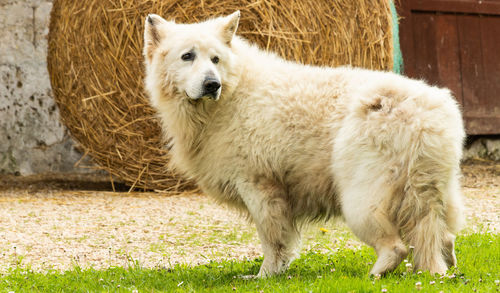 Old swiss white shepherd dog in a farmyard