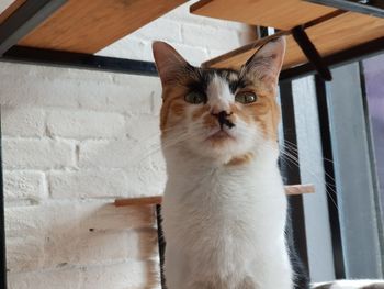 Close-up portrait of a cat