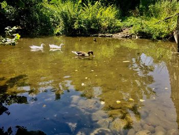 Swans swimming in lake