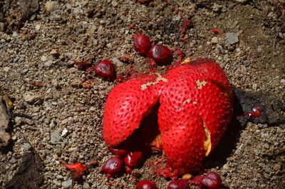 Close-up of red berries on sand