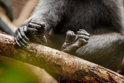 Close-up of monkey on branch at zoo