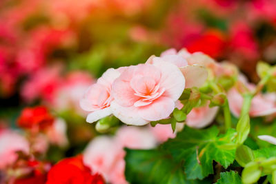 Close-up of pink rose