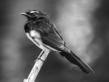 Close-up of bird perching on branch