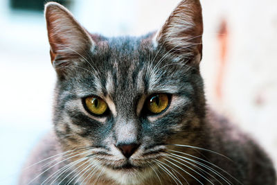 Close-up portrait of a cat