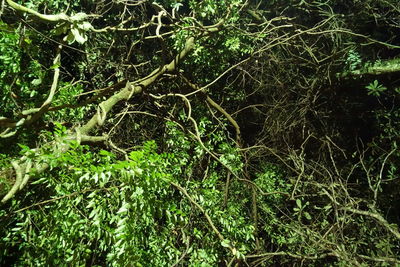 Full frame shot of trees