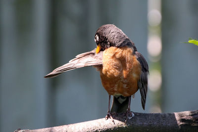 Close-up of bird perching outdoors