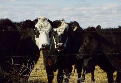 Cows on field against sky