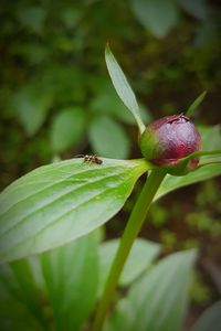 Close-up of caterpillar on plant