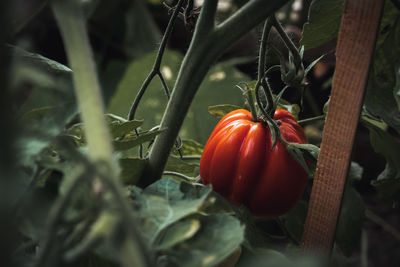 Close-up of pumpkin