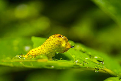 Close-up of wet leaf