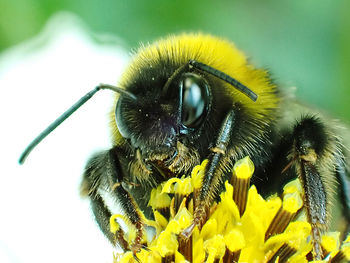 Close-up of bee pollinating on yellow flower