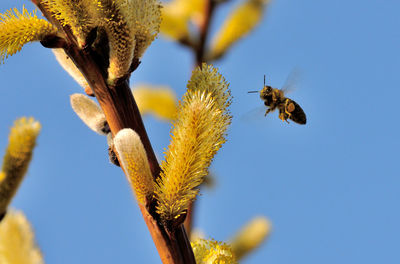 Close-up of bee by flower