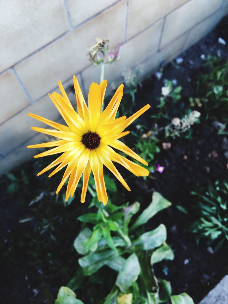 flower, fragility, freshness, flower head, yellow, petal, growth, single flower, beauty in nature, daisy, plant, close-up, botany, springtime, blossom, nature, in bloom, selective focus, wildflower, stamen, softness, focus on foreground, dandelion, vibrant color, day, blooming, pollen, outdoors, no people, uncultivated, plant life, bloom, new life