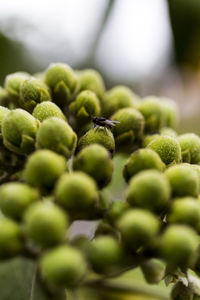 Close-up of berries growing on plant