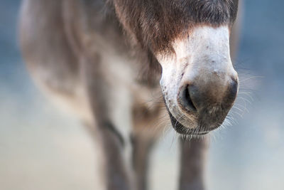 Close-up of a horse