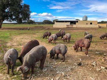 Herd of sheep on field