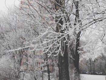 Low angle view of bare trees in forest during winter