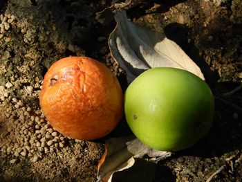 Close-up of oranges