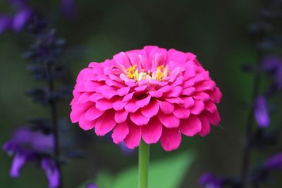 Close-up of pink flower