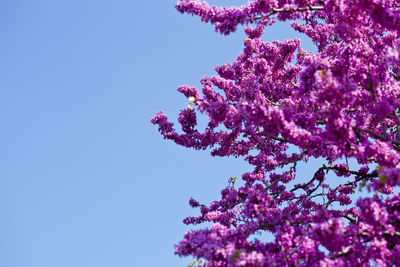 Low angle view of cherry blossoms against clear sky