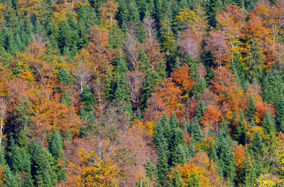 Trees in forest during autumn