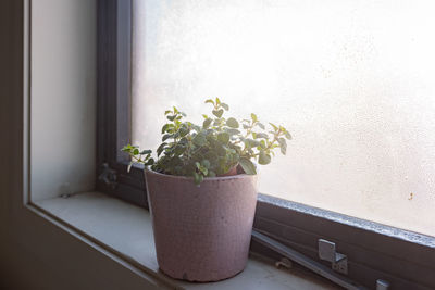 Potted plant on window sill