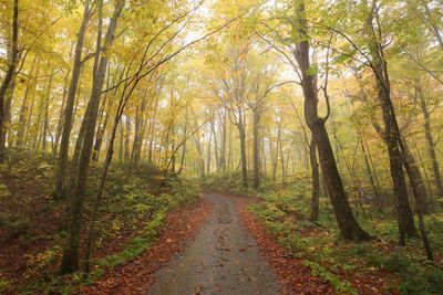 Road amidst trees in forest during autumn