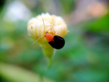 Close-up of insect on flower against blurred background