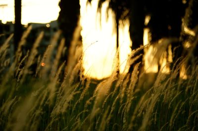 Close-up of wheat field