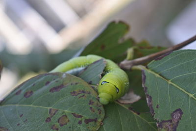 Close-up of green leaves