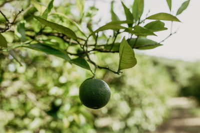 Close-up of berries growing on tree