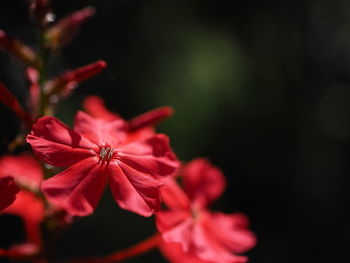 Close-up of yellow flowers blooming outdoors