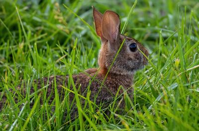 Close-up of a lizard on field