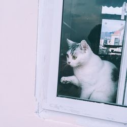 Cat sitting on window