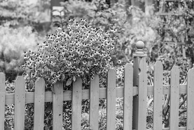 Panoramic shot of flowering plants by fence