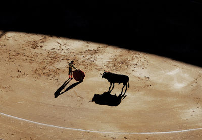 High angle view of matador by bull in ring during sunny day