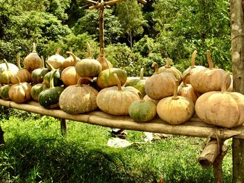 View of pumpkins on field