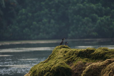Bird perching on a rock against sea
