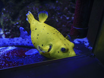 Close-up of fish swimming in aquarium