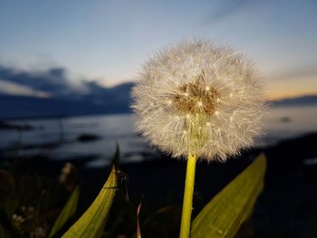 Close-up of dandelion by lake against sky
