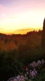 Scenic view of flowering trees on field against sky during sunset