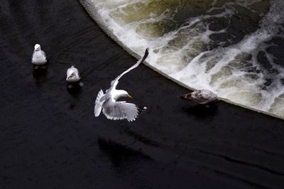 High angle view of swans on lake