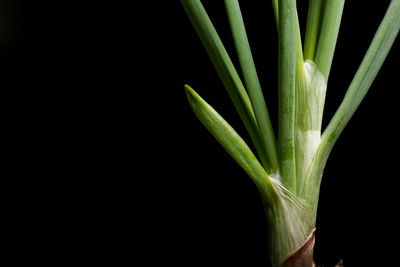Close-up of onion leaves against black background