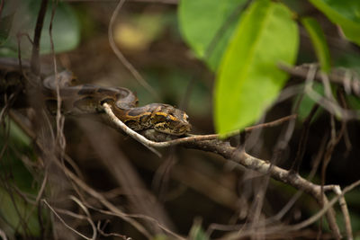 African rock python juvenile in the jungles of loango national park, gabon