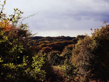 Trees against sky