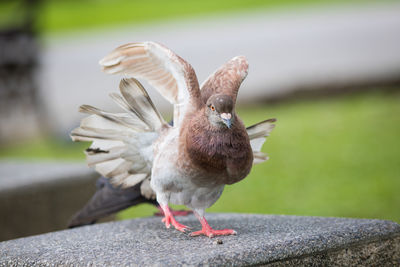 Close-up of pigeon