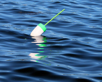 High angle view of jellyfish swimming in sea