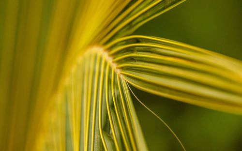 Close-up of palm leaf