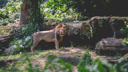 Cat standing in a forest